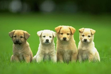 Dogs Wallpapers