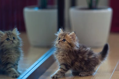Brown Kitten, Mirror, Potted Plant, House, Wooden Floor, HD ...
