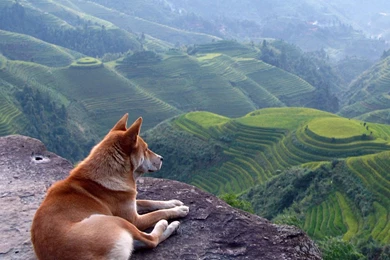 Download Just A Dog Enjoying The Scenery Wallpapers For Samsung Epic