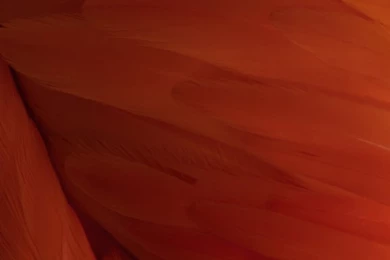 IOS 9 Wallpapers: Download IOS 9 Wallpapers Here