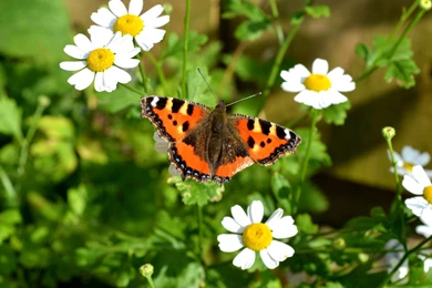 Insects Butterfly Nature Insects Macro Zoom Close Free Desktop ...