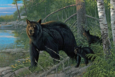 LANG Wallpapers For Desktop Computers