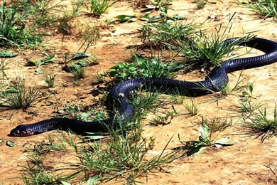 Snake High Quality For Desktop Wallpapers