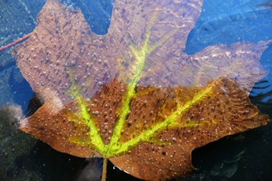 MLeWallpapers.com   Frozen Fall Maple Leaf I