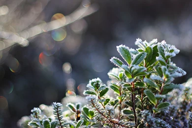 1 Frost Plants Cold Winter Autumn Fall Wallpapers