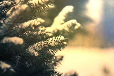 Nature, Winter, Fir, Tree, Snow Fall, Snowflakes, Close Up   HD ...