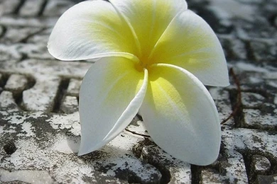 Download Iphone Live Wallpapers