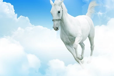 Horse Computer Wallpapers, Desktop Backgrounds