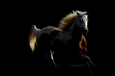 Andalusian Horse Computer Wallpapers