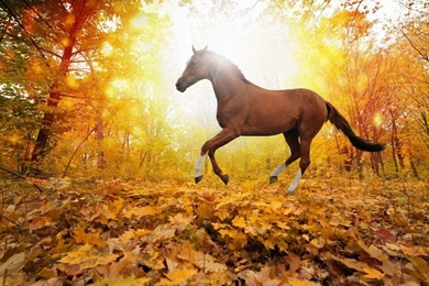 Nature Forest Leaves Fall Horse Free Desktop Backgrounds And ...