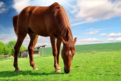 Horse Wallpapers For Computer   Wallpapers Cave