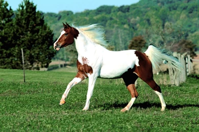 Paint Horse Wallpapers HD