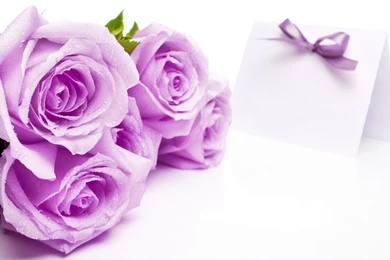 Beautiful_Soft_Purple_Roses_on_White_Background_Wallpaper.jpg?m=1399676400