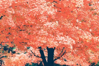 Iphone 5 Wallpapers Fall