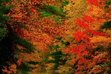Autumn iPhone 5s Wallpapers