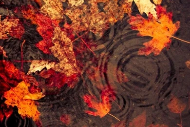 Autumn Landscape iPhone 5s Wallpapers Download