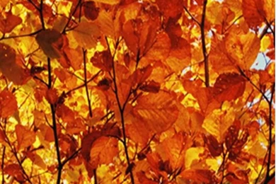 Autumn Leaves 2 HD iPhone Wallpapers, iPhone 5(s)/4(s)/3G Wallpapers