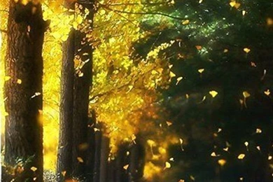 Autumn Wallpapers For Iphone 5