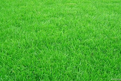 Grass Wallpapers
