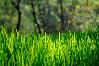 Spring Grass HD Desktop Wallpapers