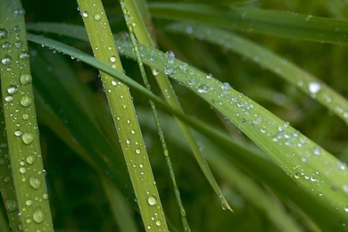 Desktop Wallpapers · Gallery · Nature · Dew On The Grass