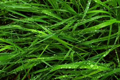 Green Grass Drops Desktop Hd Wallpapers Free Download