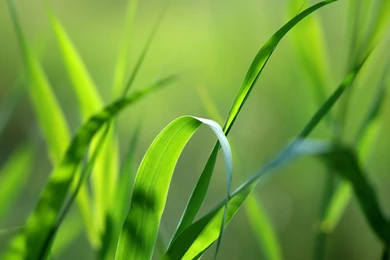 Grass Pictures Wallpapers Desktop