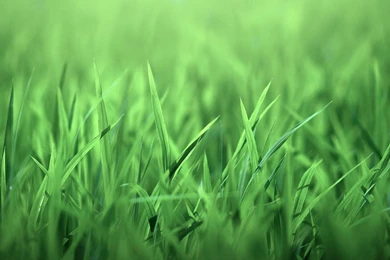 Grass Wallpapers