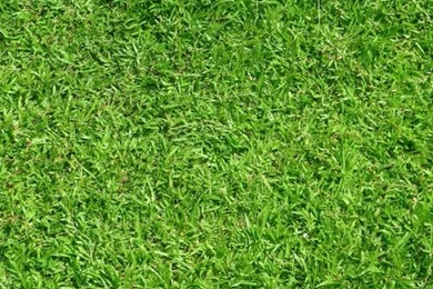 Green, Green Grass 1024x1024 Wallpapers Download   Desktop ...