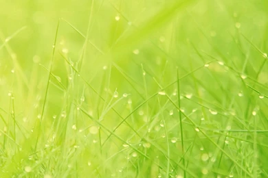 Macro Green Grass Desktop Wallpapers Free Downloads