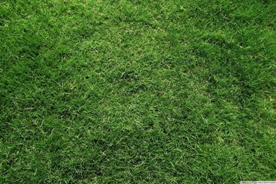 Grass, Sunset HD 16:9 16:10 Desktop Wallpapers