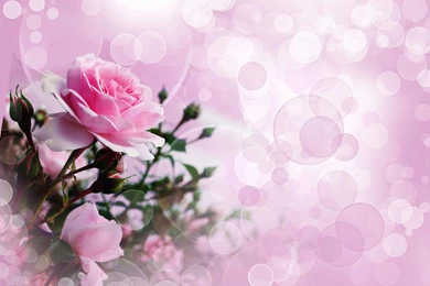 Rose Images Wallpapers