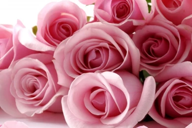 Pink Roses Images