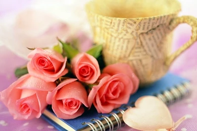 Next Rosa Pink Wallpapers