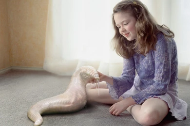 Pet Advertising Wallpapers 31596   Flowers Photo   Flowers