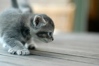 Wallpapers Animal Pet Puppy Awesome 57   1440 X 900   Animals Pets ...