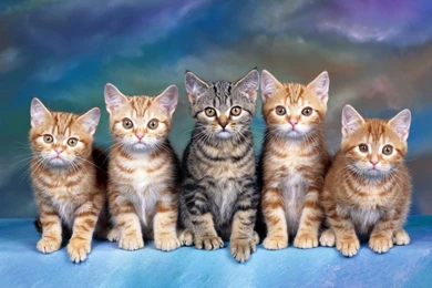Pet Cats   Splendid Wallpapers HD