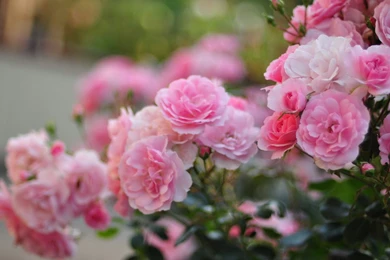 Love Pink Roses HD Wallpapers 14 － Flower Wallpapers   Free ...