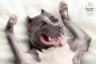 Pet Advertising Wallpapers 31848   Flowers Photo   Flowers