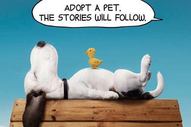 Pet Advertising Wallpapers 31978   Creative Design   Classic Design