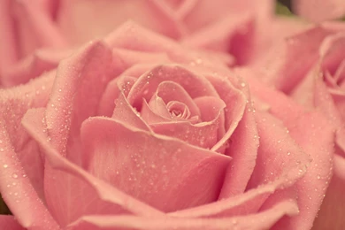 Pink Roses Wallpapers Free Download 5718 HD Wallpapers