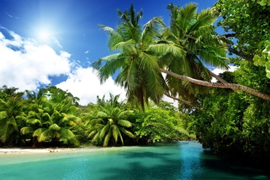 Palm Tree, Exotic Island, Beach