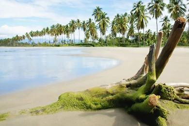 Nature: Exotic Beach, Picture Nr. 44035