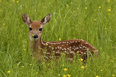 Animals Backgrounds, 331781 White Tailed Deer Wallpapers, By Paul ...