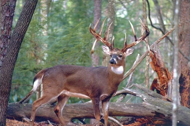 Monster Buck Screensavers   Danasrgb.top