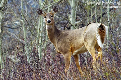 Wallpapers – Moose, Whitetail Deer And A Mountain Bluebird « The ...