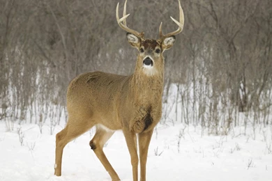 White, Tailed, Deer, Hd Animal Wallpapers, Pet Love, Amazing Pets ...