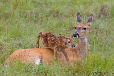 Animals Backgrounds, 331781 White Tailed Deer Wallpapers, By Paul ...