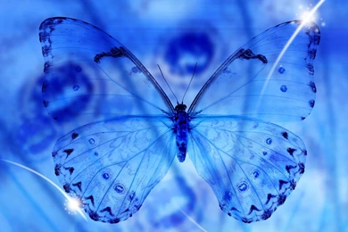 Blue Butterfly, 1920x1080 HD Wallpapers And FREE Stock Photo