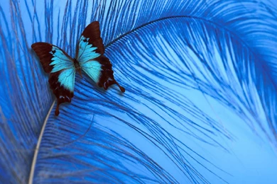 Butterfly On Pinterest